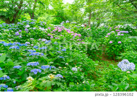 あじさい・埼玉県　権現堂公園 128396102