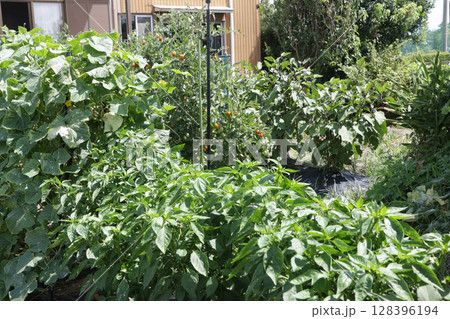 出来のいい家庭菜園 128396194