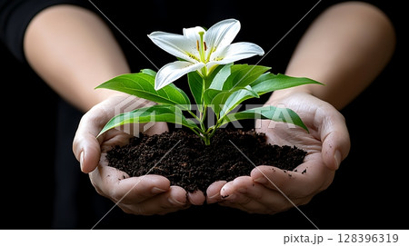 Hands Holding New Plant with White Flower and Soil Against Dark Background for Nature Themes 128396319