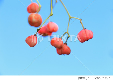 熟し始めたマユミの実 熟し始めたマユミの実 128396507