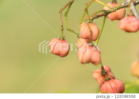 赤くなってきたマユミの実 128396508