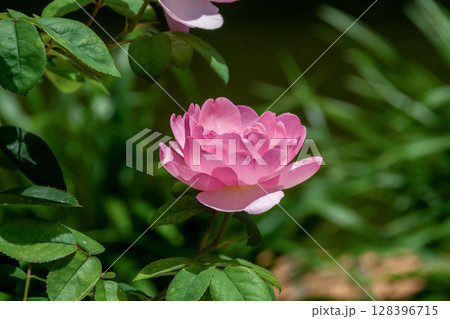 ガーデンローズとして愛される満開が近いイングリッシュローズ 128396715
