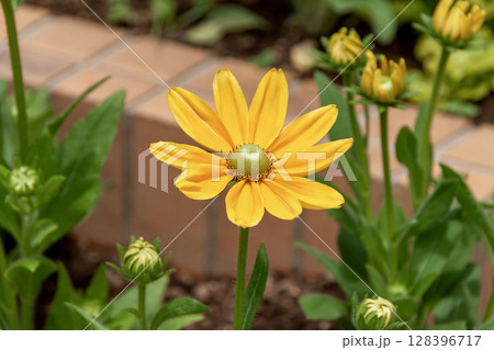 黄色いガーベラ【キク科ガーベラ属】 黄色いガーベラ【キク科ガーベラ属】 128396717