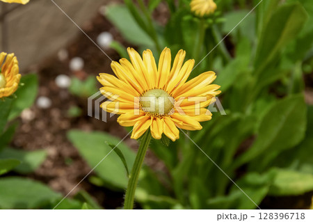 黄色いガーベラ【キク科ガーベラ属】 黄色いガーベラ【キク科ガーベラ属】 128396718
