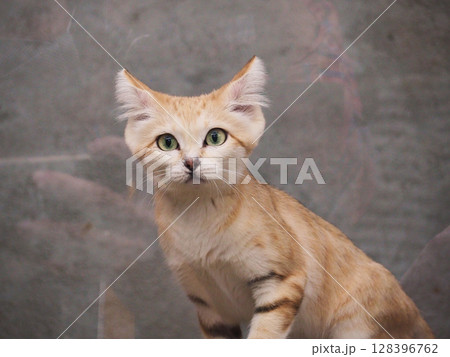 見上げるスナネコ 見上げるスナネコ 128396762