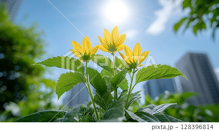 Bright Yellow Flowers Blooming Under Clear Blue Sky with Sunlight and Urban Backdrop 128396814