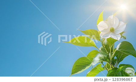 Beautiful White Flower Blooming Against Clear Blue Sky with Sun Rays Shining Brightly 128396867
