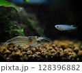 ヤマトヌマエビと野生メダカ 128396882