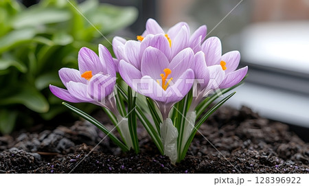 Beautiful Purple Crocus Flowers Blooming in Springtime with Green Leaves Background 128396922