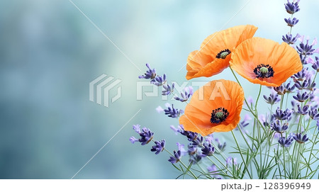 Bright Orange Poppies Surrounded by Delicate Lavender Blooms on Soft Blurred Background 128396949