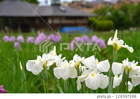 花菖蒲の花 花菖蒲の花 128397106