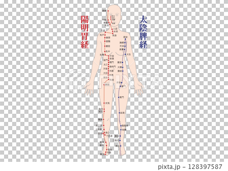 経絡経穴（陽明胃経 太陰脾経）全身図　東洋医学 整体 気功 セラピー 128397587