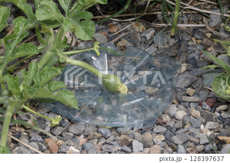 スイカの虫害、腐り防止、着色均一促進 スイカの虫害、腐り防止、着色均一促進 128397637