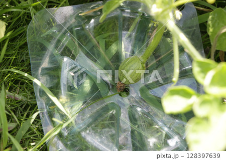 スイカの虫害、腐り防止、着色均一促進 128397639