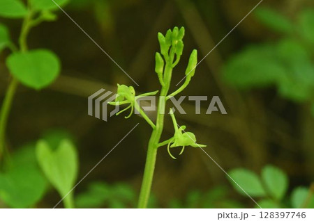 六甲の山で見た目立たないが淡緑色の花が可愛いクモキリソウの花 128397746