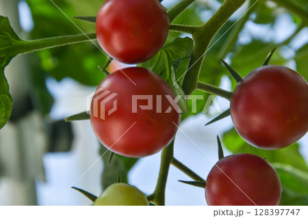 赤く色づくトマトの栽培家庭菜園 赤く色づくトマトの栽培家庭菜園 128397747