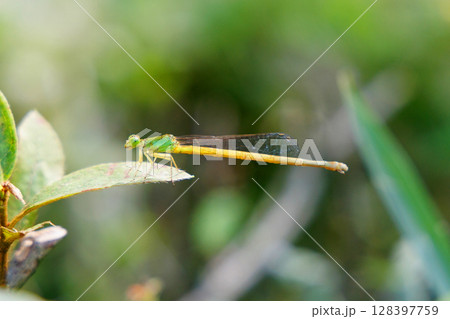 葉に止まるキイトトンボ 128397759