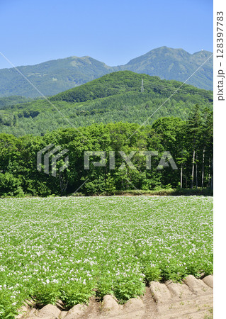 夏の北海道厚沢部町で花が咲いたジャガイモ畑の風景を撮影 夏の北海道厚沢部町で花が咲いたジャガイモ畑の風景を撮影 128397783