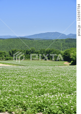 夏の北海道厚沢部町で花が咲いたジャガイモ畑の風景を撮影 夏の北海道厚沢部町で花が咲いたジャガイモ畑の風景を撮影 128397784