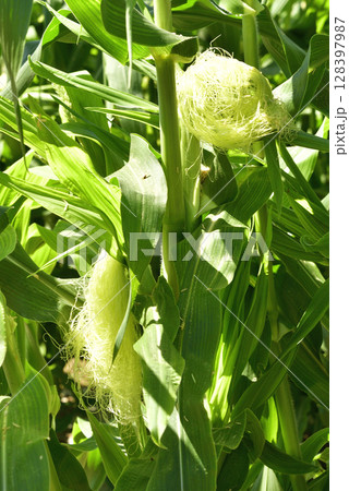 夏の北海道厚沢部町でトウモロコシ畑の風景を撮影 夏の北海道厚沢部町でトウモロコシ畑の風景を撮影 128397987