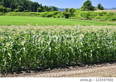 夏の北海道厚沢部町でトウモロコシ畑の風景を撮影 128397988