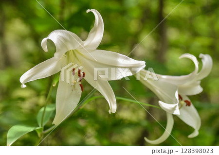 日本固有種　ササユリ 128398023