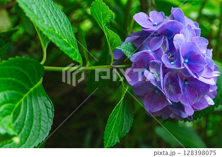 250708神明神社z014 250708神明神社z014 128398075