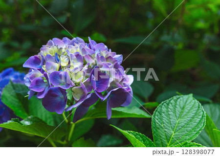 250708神明神社z017 250708神明神社z017 128398077