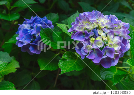 250708神明神社z020 128398080