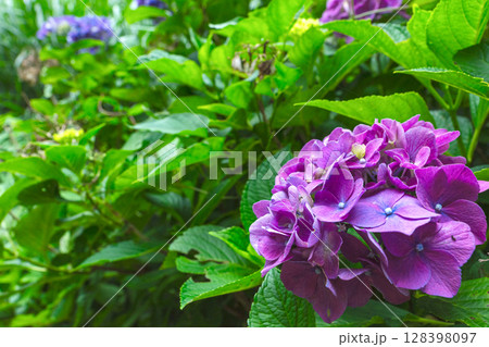 250708神明神社z037 128398097