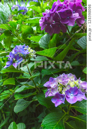 250708神明神社z039 128398098