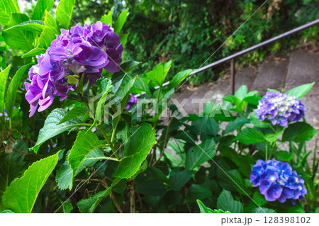 250708神明神社z045 250708神明神社z045 128398102