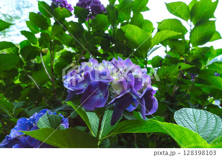 250708神明神社z046 250708神明神社z046 128398103