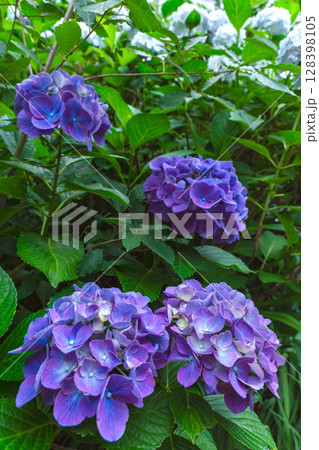 250708神明神社z050 250708神明神社z050 128398105