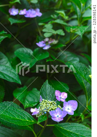 250708神明神社z099 250708神明神社z099 128398141