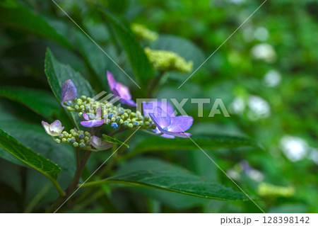 250708神明神社z101 128398142
