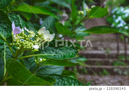 250708神明神社z102 128398143