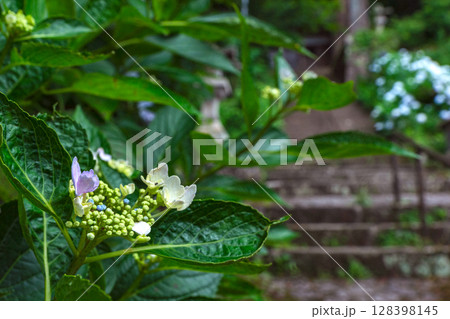 250708神明神社z104 128398145