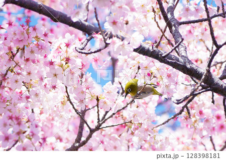 河津桜とメジロ 河津桜とメジロ 128398181