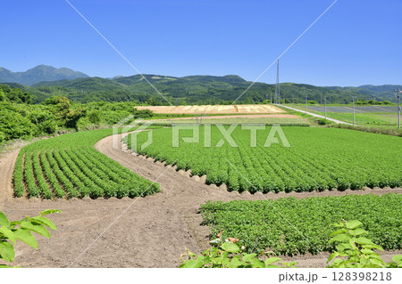 夏の北海道厚沢部町でジャガイモ畑の風景を撮影 128398218