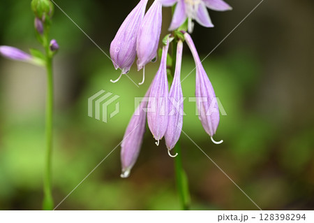 ギボウシ（擬宝珠）の花蕾 128398294