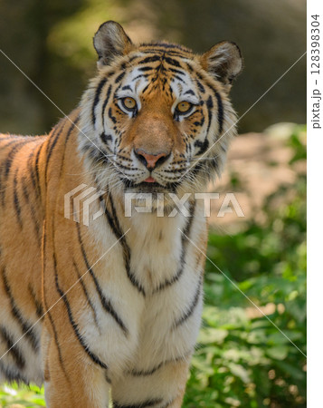 舌出しトラの視線 舌出しトラの視線 128398304