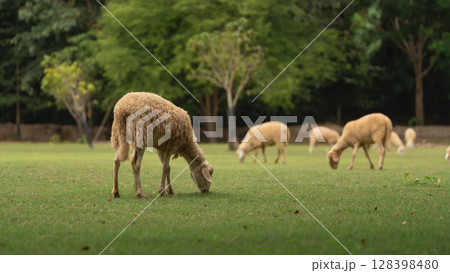 Tranquil Pastoral Scene with Sheep Grazing on Lush Green Grass Under Natural Lighting in a Serene Rural Landscape Tranquil Pastoral Scene with Sheep Grazing on Lush Green Grass Under Natural Lighting in a Serene Rural Landscape 128398480