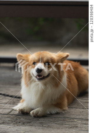 Adorable fluffy corgi lying on wooden floor with joyful expression, showcasing its friendly personality and wonderful coat in natural light setting Adorable fluffy corgi lying on wooden floor with joyful expression, showcasing its friendly personality and wonderful coat in natural light setting 128398484
