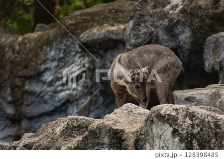 Mountain goat navigating rocky terrain in a natural habitat, showcasing its agility and unique adaptation to mountainous environments 128398485