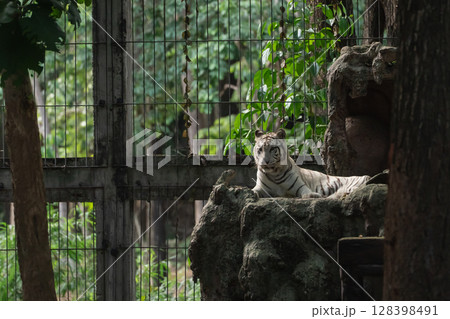 Majestic white tiger resting on natural rock formation in a lush green environment, showcasing beauty and grace within a wildlife sanctuary setting Majestic white tiger resting on natural rock formation in a lush green environment, showcasing beauty and grace within a wildlife sanctuary setting 128398491