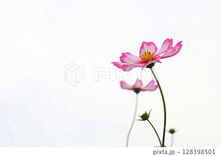 コスモスの花咲く コスモスの花咲く 128398501