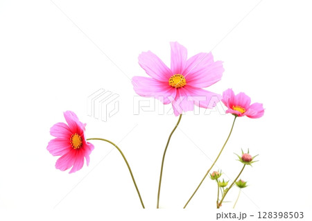 コスモスの花満開に咲く コスモスの花満開に咲く 128398503