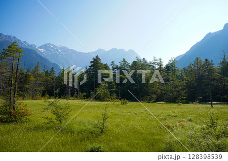 長野　上高地　新緑のカラマツ林と残雪の山並み 128398539