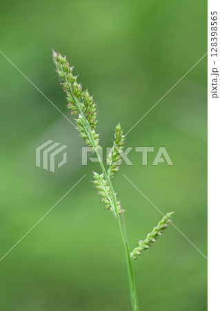 イネ科植物ヒエ(稗) イネ科植物ヒエ(稗) 128398565